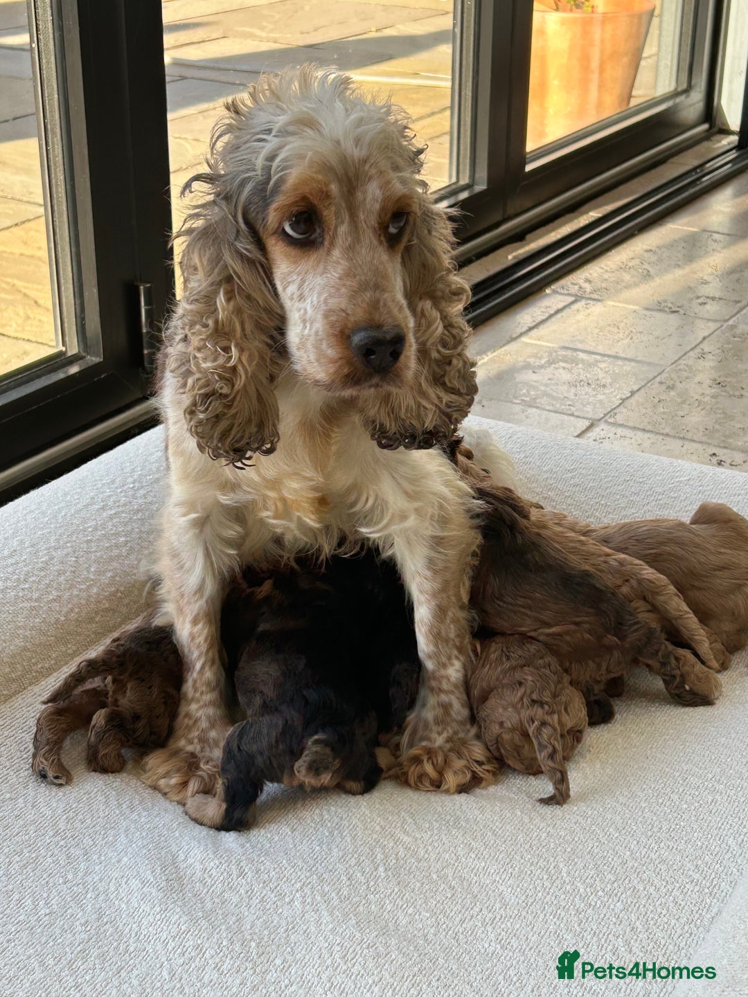 Cockapoo dogs for sale: Amazing mix of colours F1 Cockapoo pups - Image 1