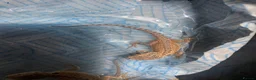 Bearded Dragon reptiles for sale: Bearded dragons  in Dover - Advert 10