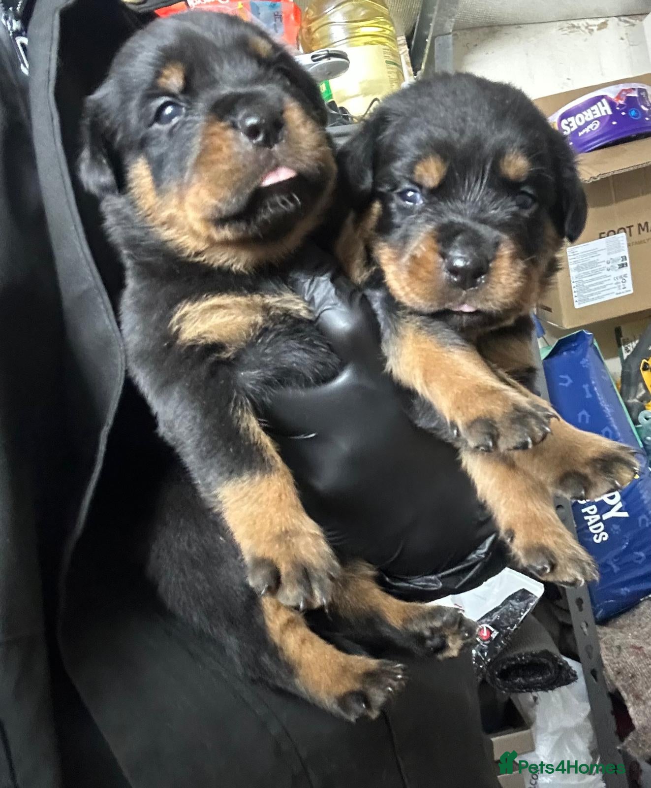 Rottweiler dogs Rottwiler puppies - Advert 2