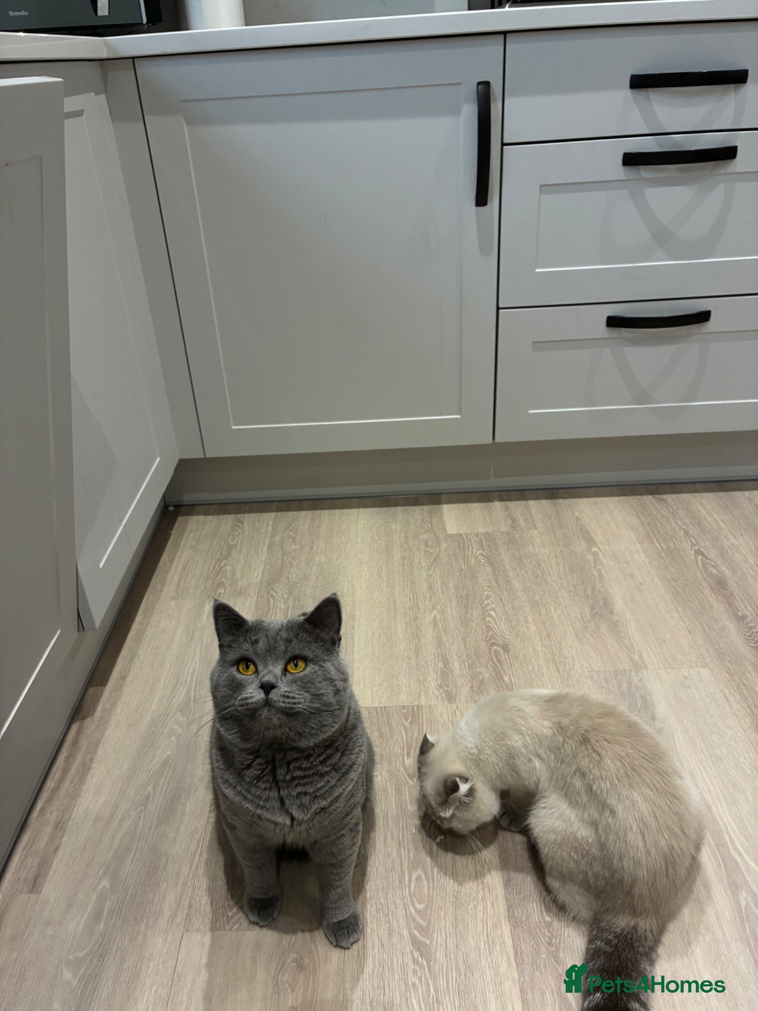 Scottish Fold cats Beautiful Scottish Fold Kittens - Advert 2