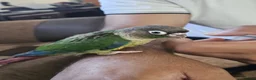 Conures birds for sale: Green cheek conure - Advert 3