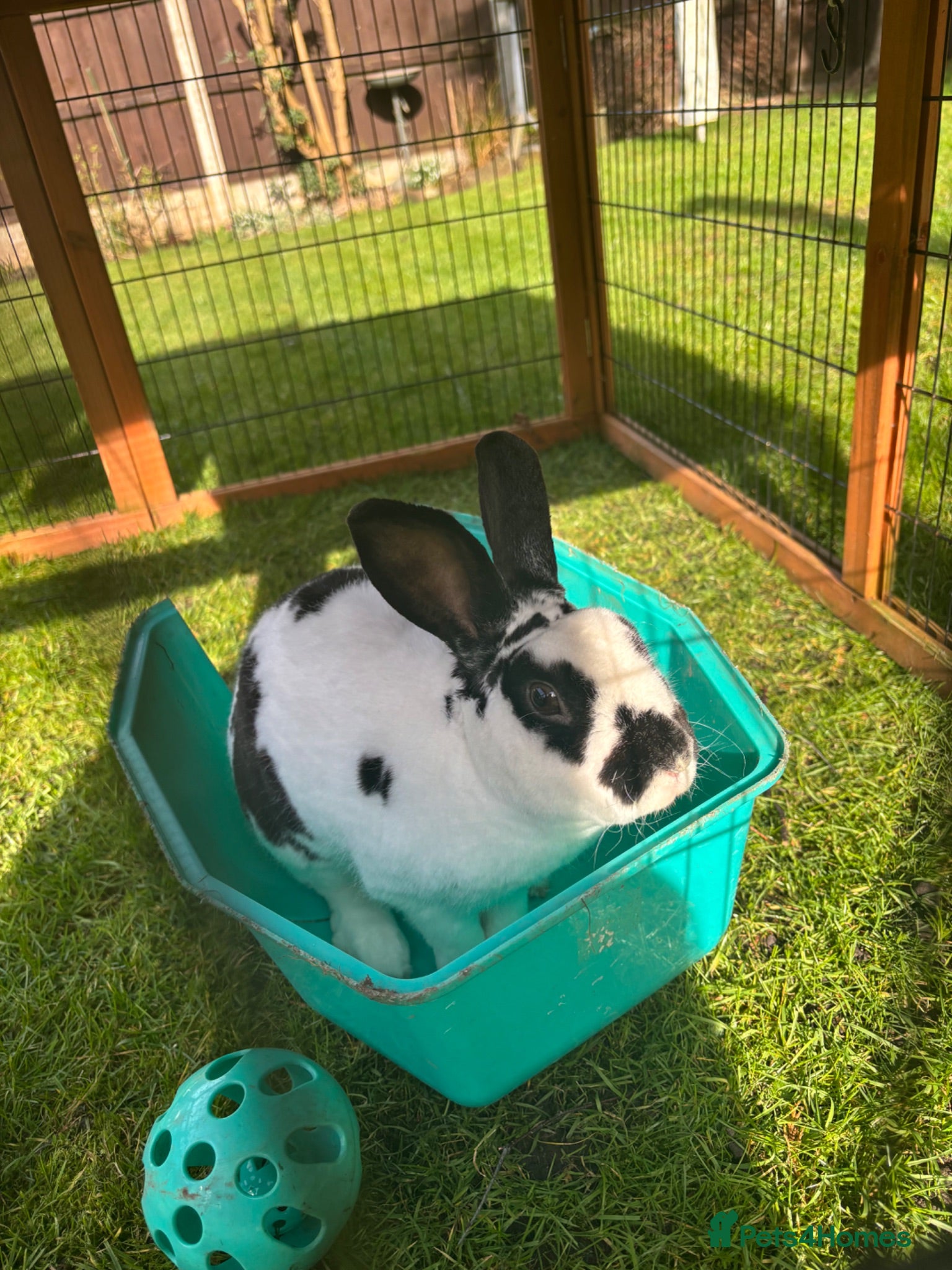 Mixed Breed rabbits Rabbit  - Advert 4