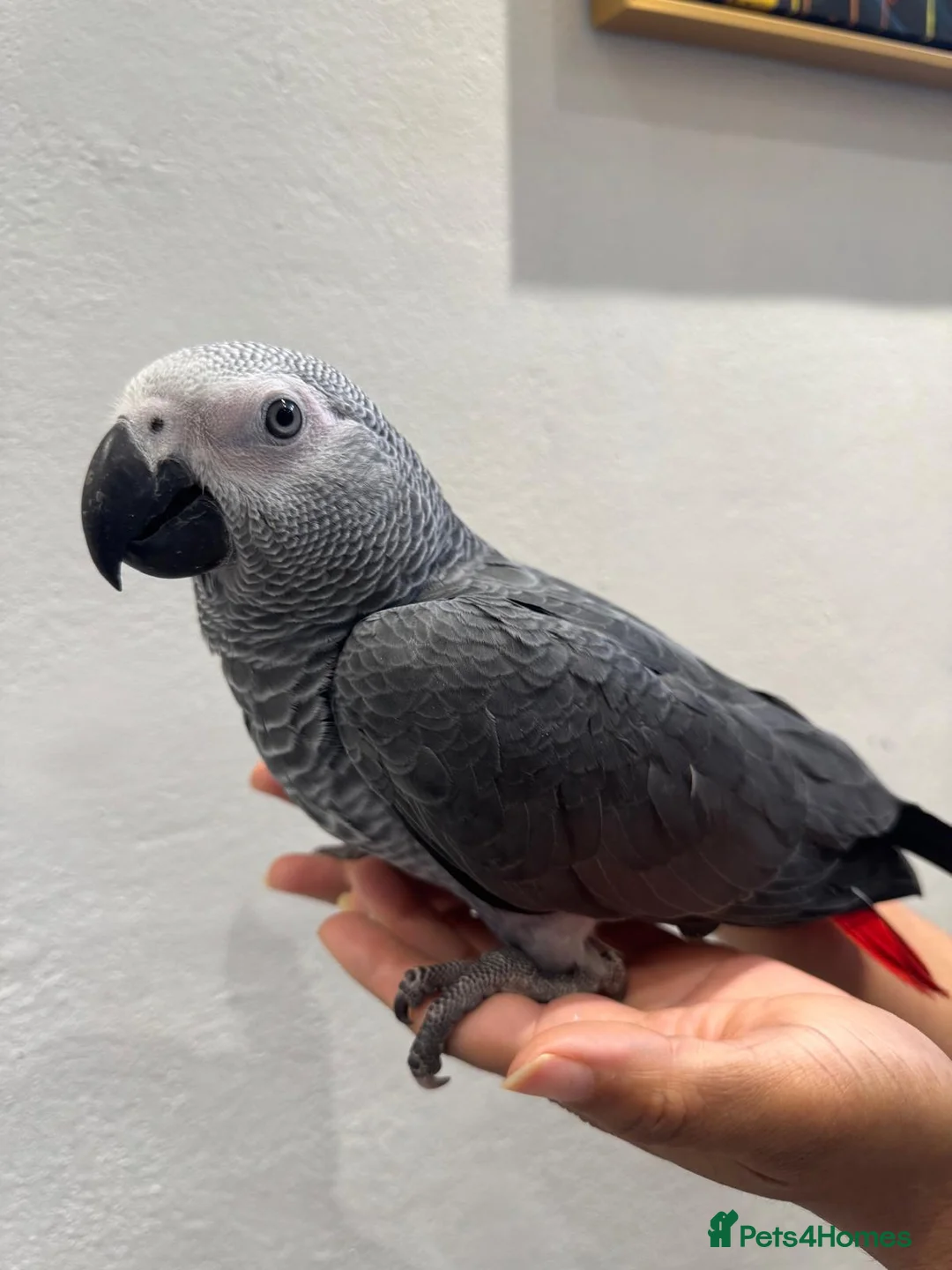 Parakeets birds for sale: African Grey Baby Hand-Reared with Cage - Advert 2