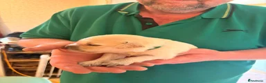 Green Collar Boy 2