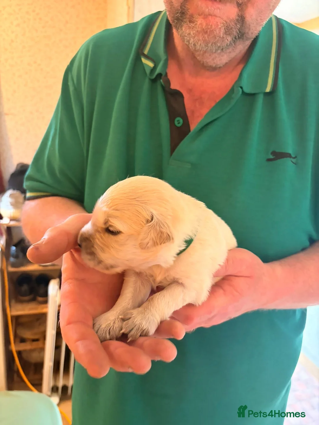 Golden Retriever dogs for sale: Mack/ Bryn Bach Golden X Evie/ Angel Annwyl - Advert 2