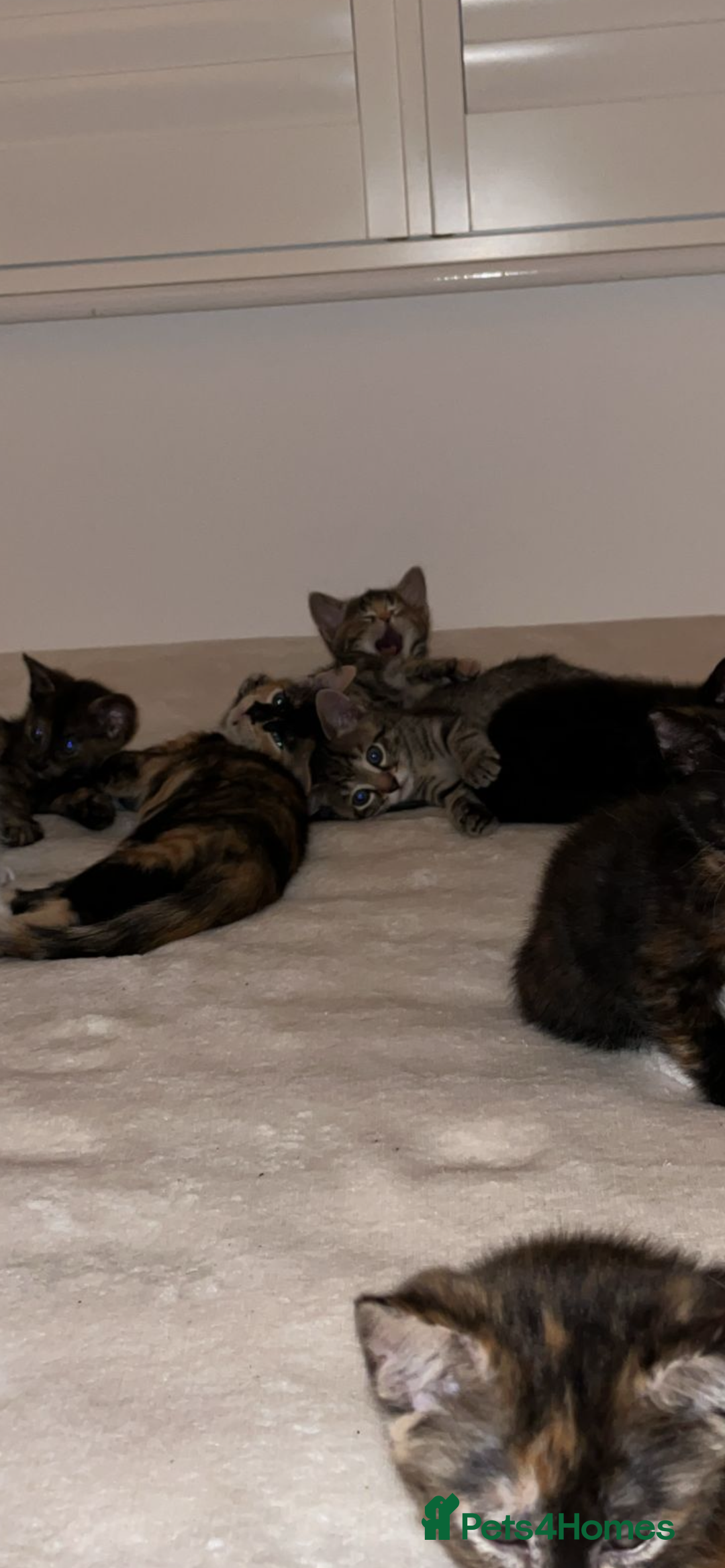 Mixed Breed cats for sale: 3 lovely kittens ready for their new homes 🥰 - Advert 5
