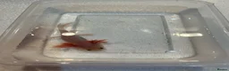 Axolotl reptiles for sale: Axolotl Jeuveniles  - Advert 12