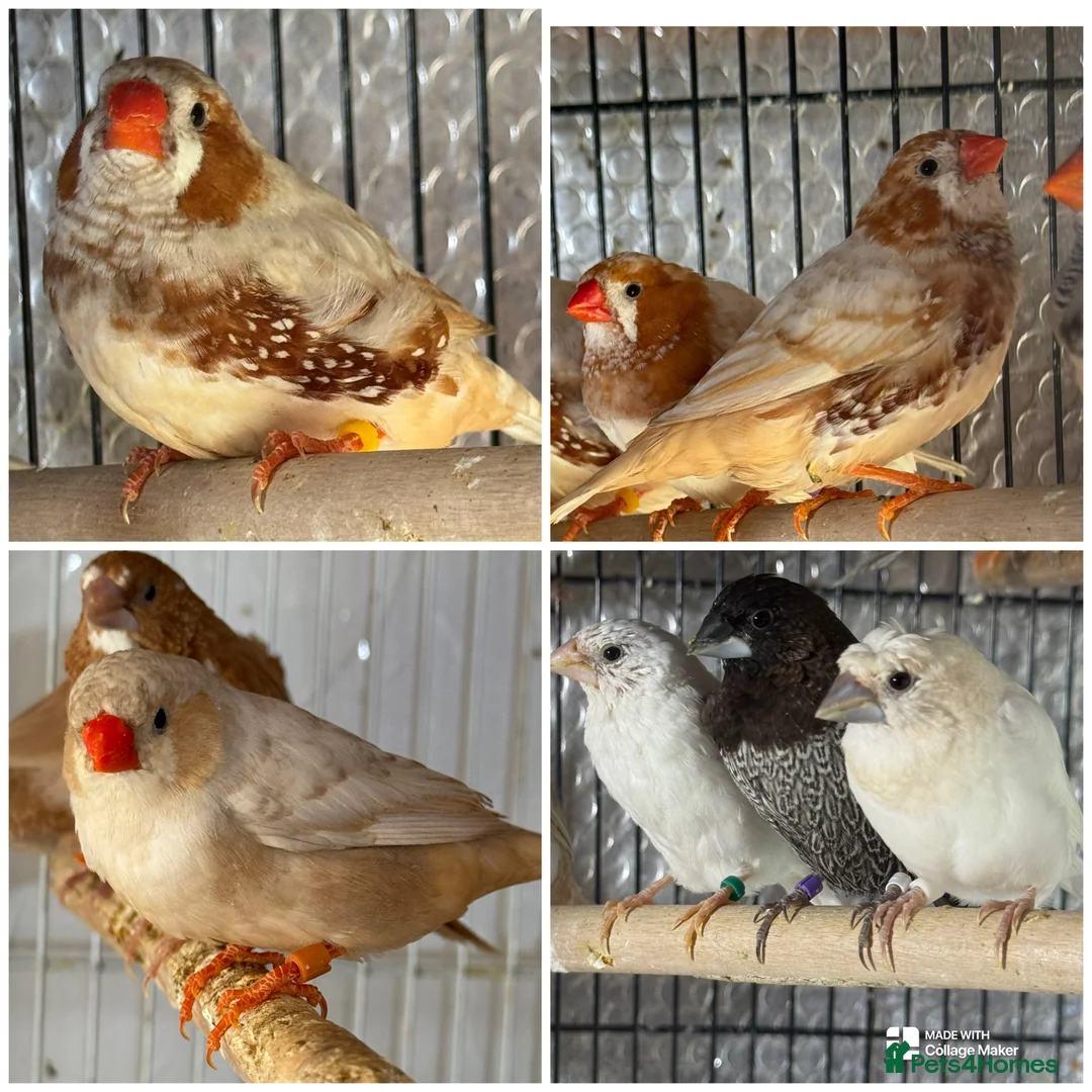 Mixed Breed birds for sale: Zebra and Bengal finches .  - Advert 1