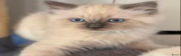 Ragdoll cats for sale: 🐾 Ragdoll Kittens 🐾 - Advert 10