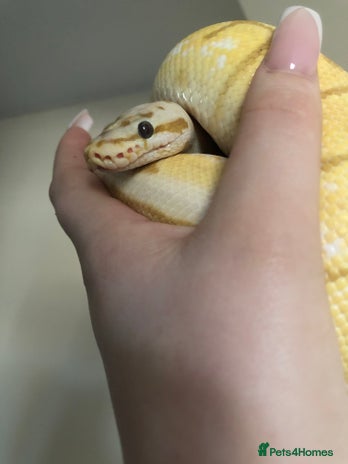 Python Snake reptiles - Advert 10