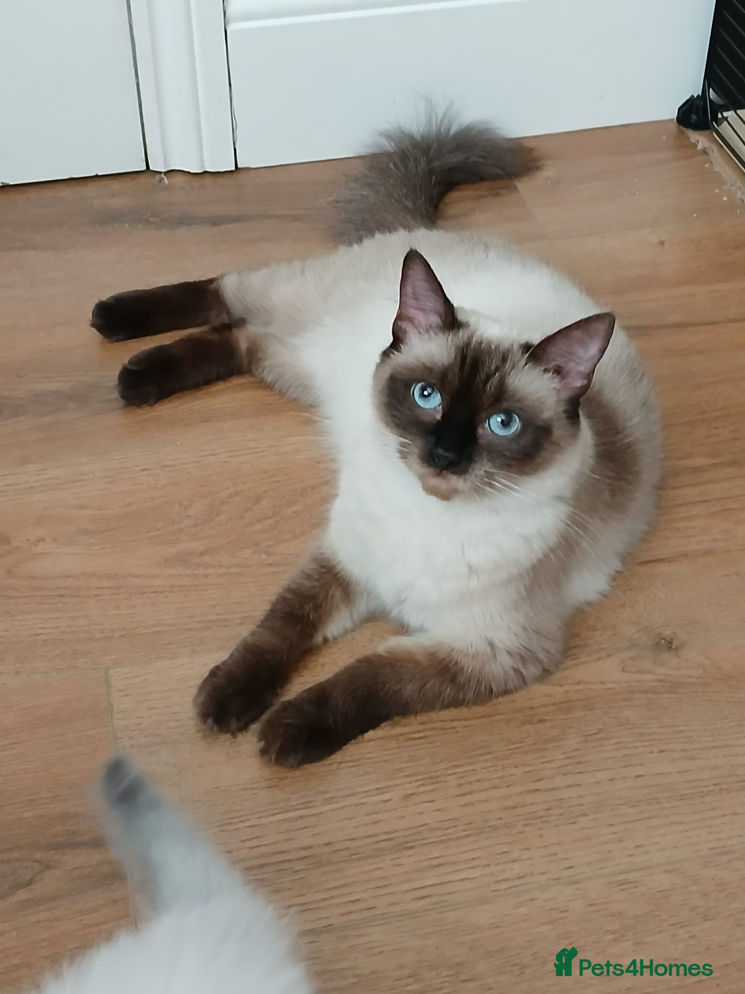 Ragdoll cats Full ragdoll kittens  - Advert 3