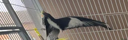 Cockatiels birds for sale: Male cockatiel available around 3 years old  - Advert 5