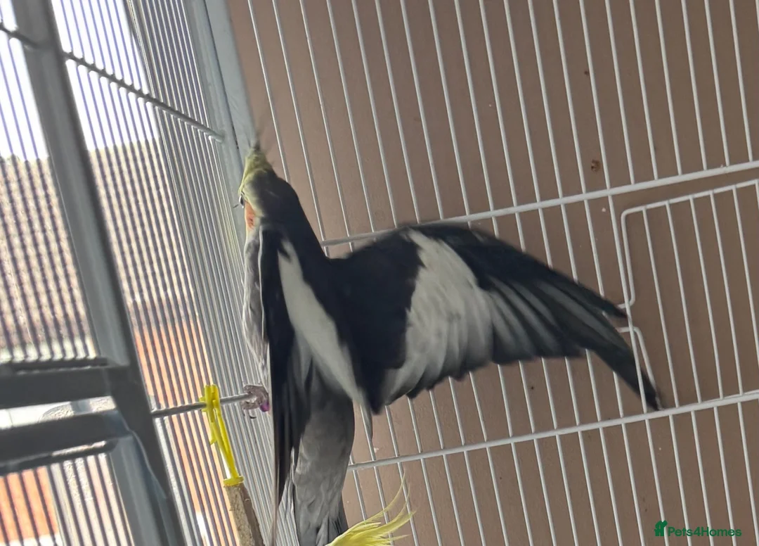 Cockatiels birds for sale: Male cockatiel available around 3 years old  - Advert 5