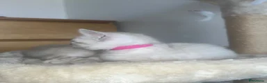 Coco | Magenta Collar | Snow Lynx