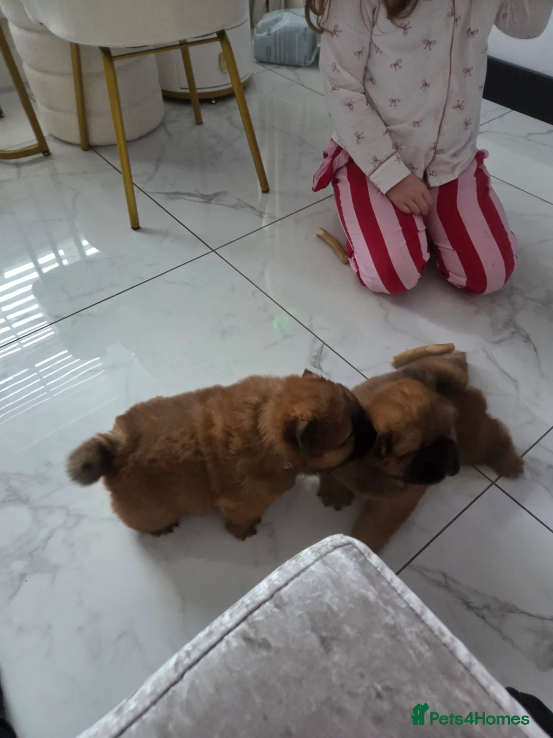 Chow Chow dogs for sale: READY NOW !!! KC REGISTERED CHOW CHOW GIRL - Advert 12