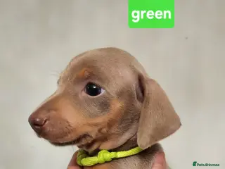 Miniature Dachshund dogs Beautiful Miniature Dachshund Pups - Advert 10