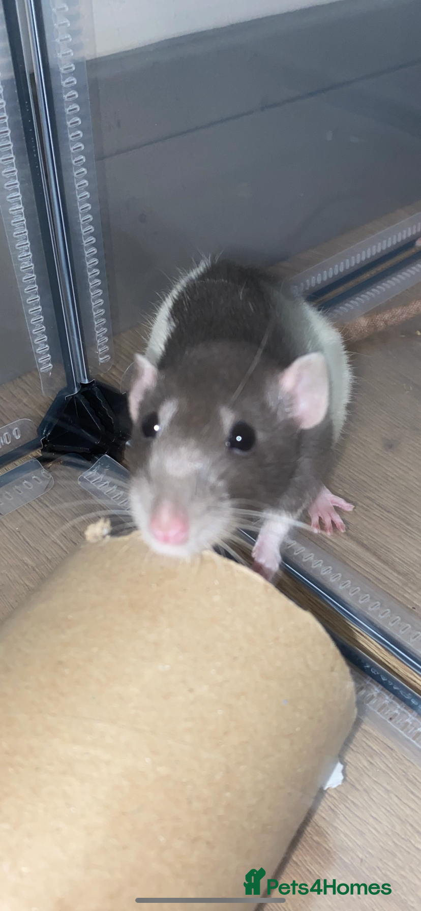 Rat rodents Two female rats and set up for sale  - Advert 8