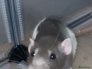 Rat rodents Two female rats and set up for sale - Advert 8