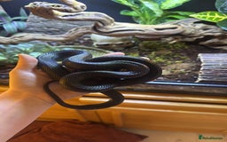 Snake reptiles for sale: Black Mexican King Snake Female - Image 4