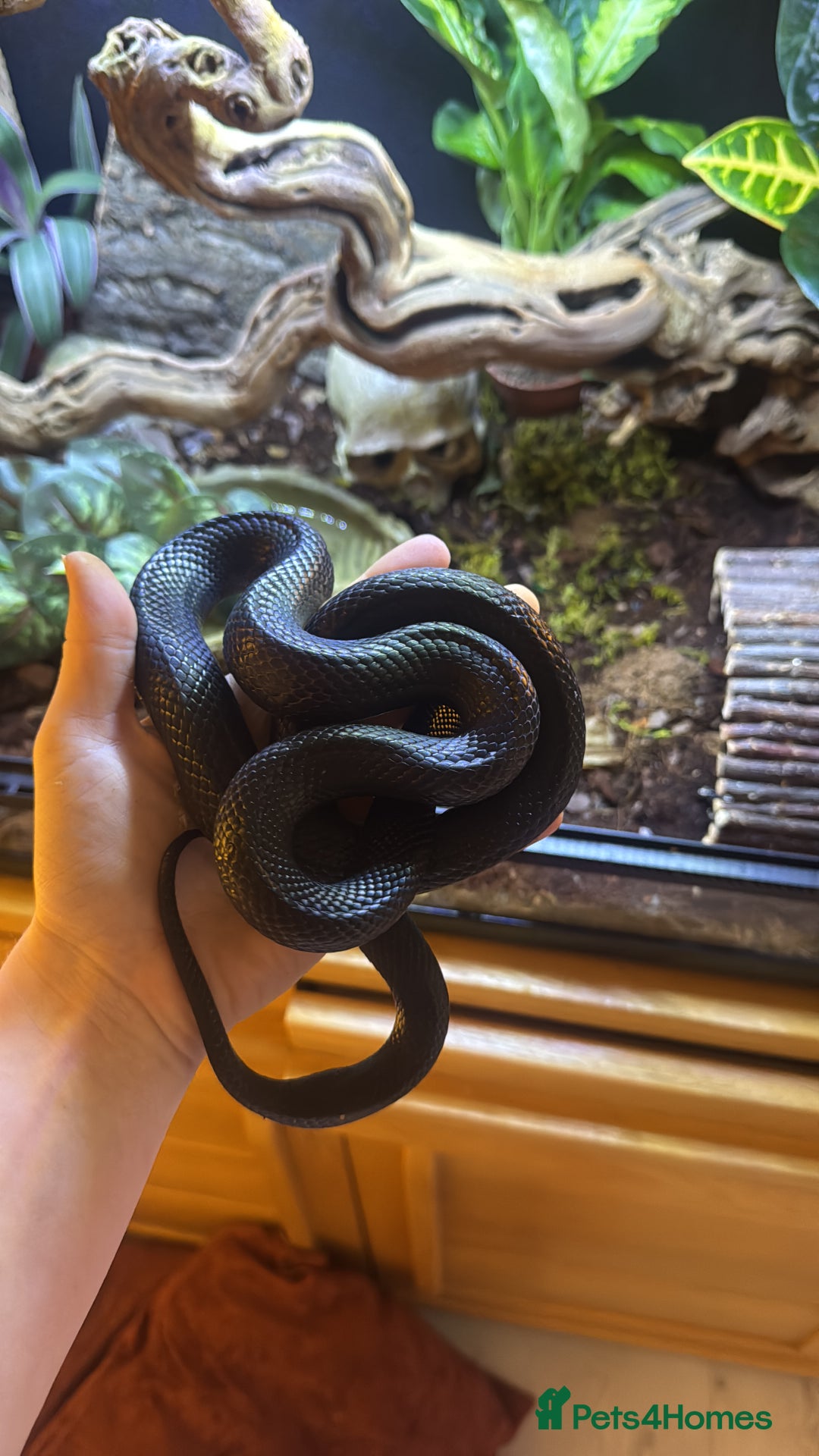 Snake reptiles for sale: Black Mexican King Snake Female - Image 4