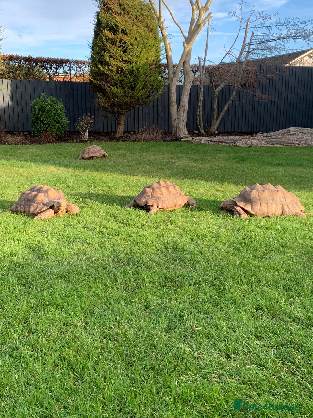 Tortoise reptiles for sale: Home for Unwanted Tortoises - Advert 1
