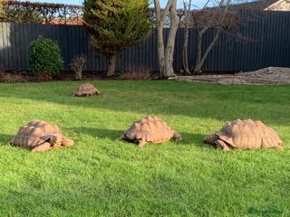 Tortoise reptiles Home for Unwanted Tortoises - Advert 1