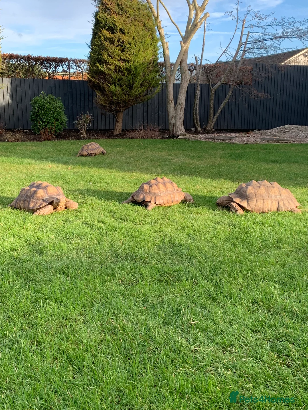 Tortoise reptiles for sale: Home for Unwanted Tortoises - Advert 1