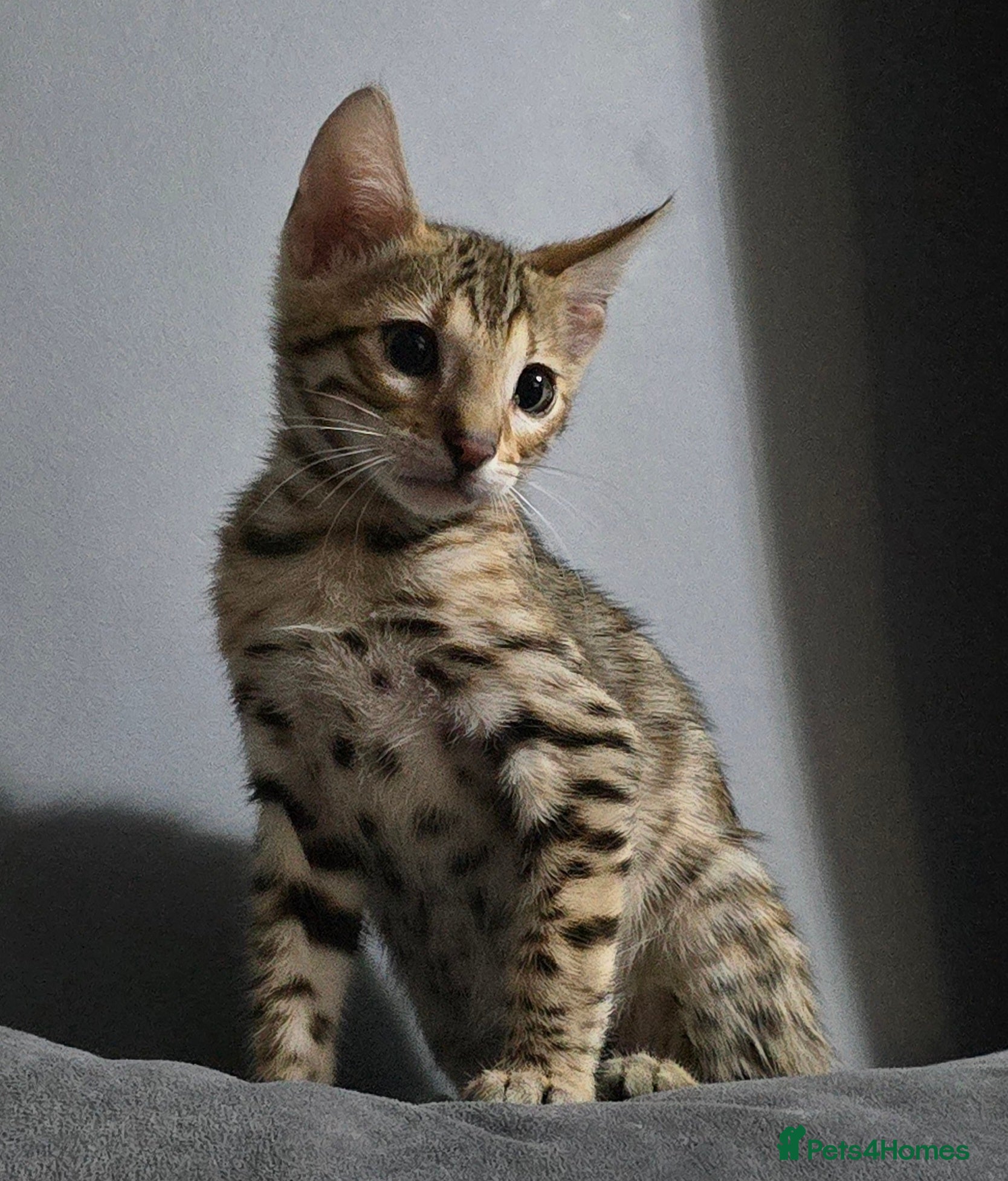 Bengal cats Only 1 TICA boy left..Ready from middle May - Advert 13