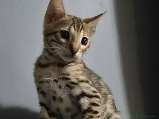 Bengal cats Only 1 TICA boy left..Ready from middle May - Advert 3