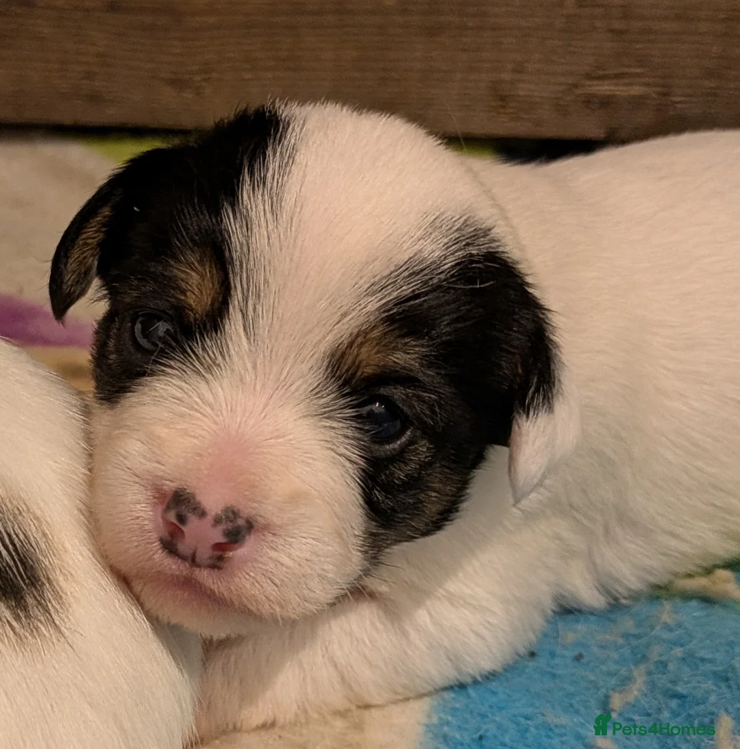 Jack Russell dogs for sale: Jack Russell Puppies - Advert 21