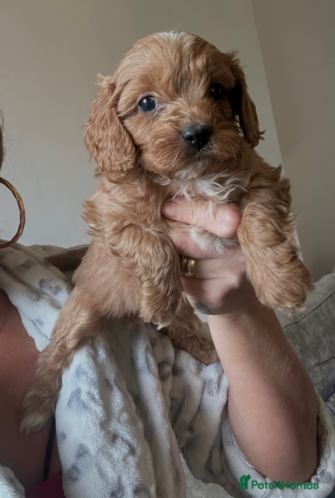 Cavapoo dogs for sale: Fully health tested Cavapoos’s  - Advert 5