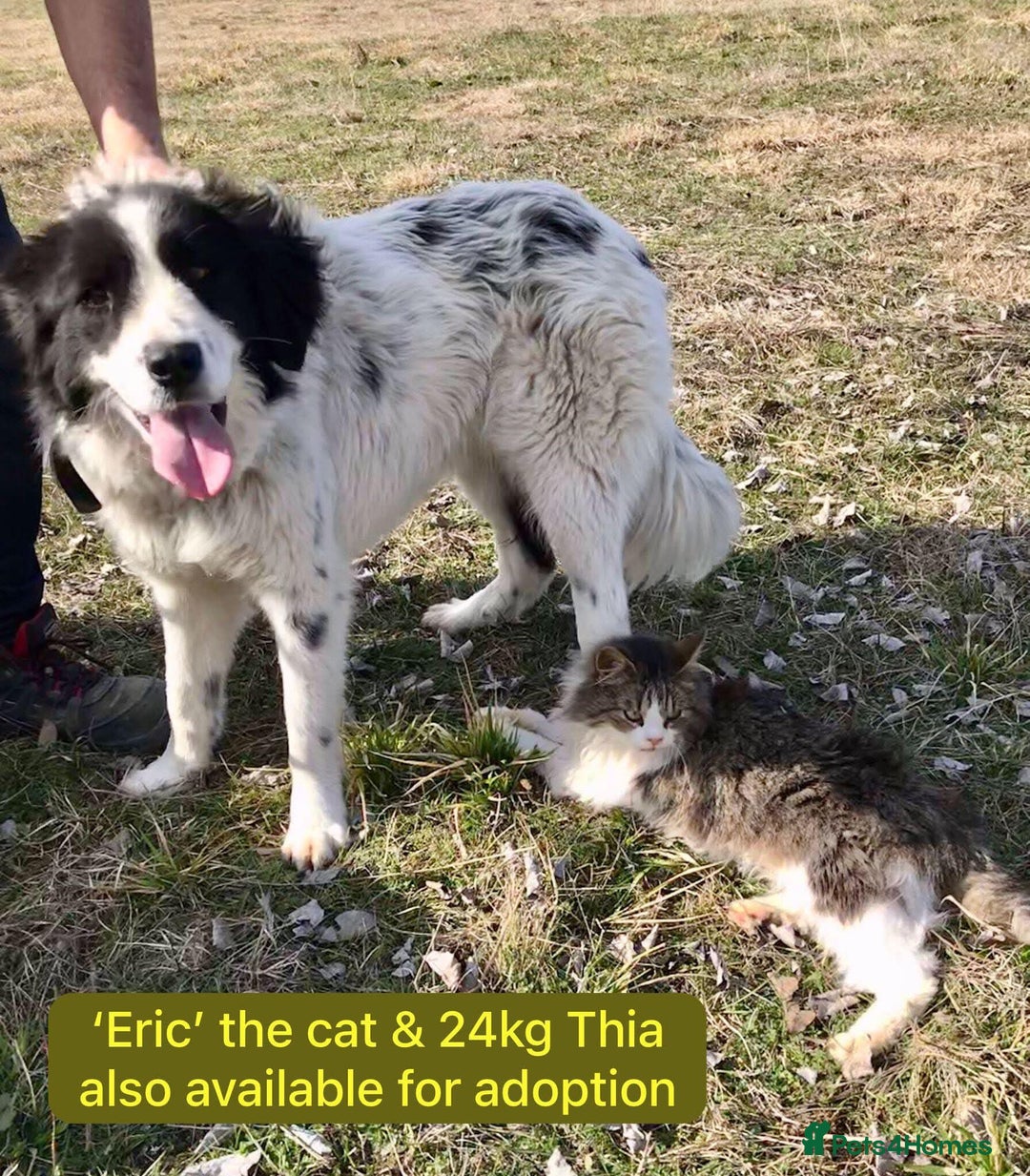 Mixed Breed dogs for adoption: Thia, approx 15 mnths old. Available for adoption  - Image 10