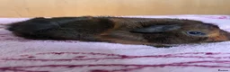 Guinea Pig rodents for sale: Two male guinea pigs.  in Rugby - Advert 3