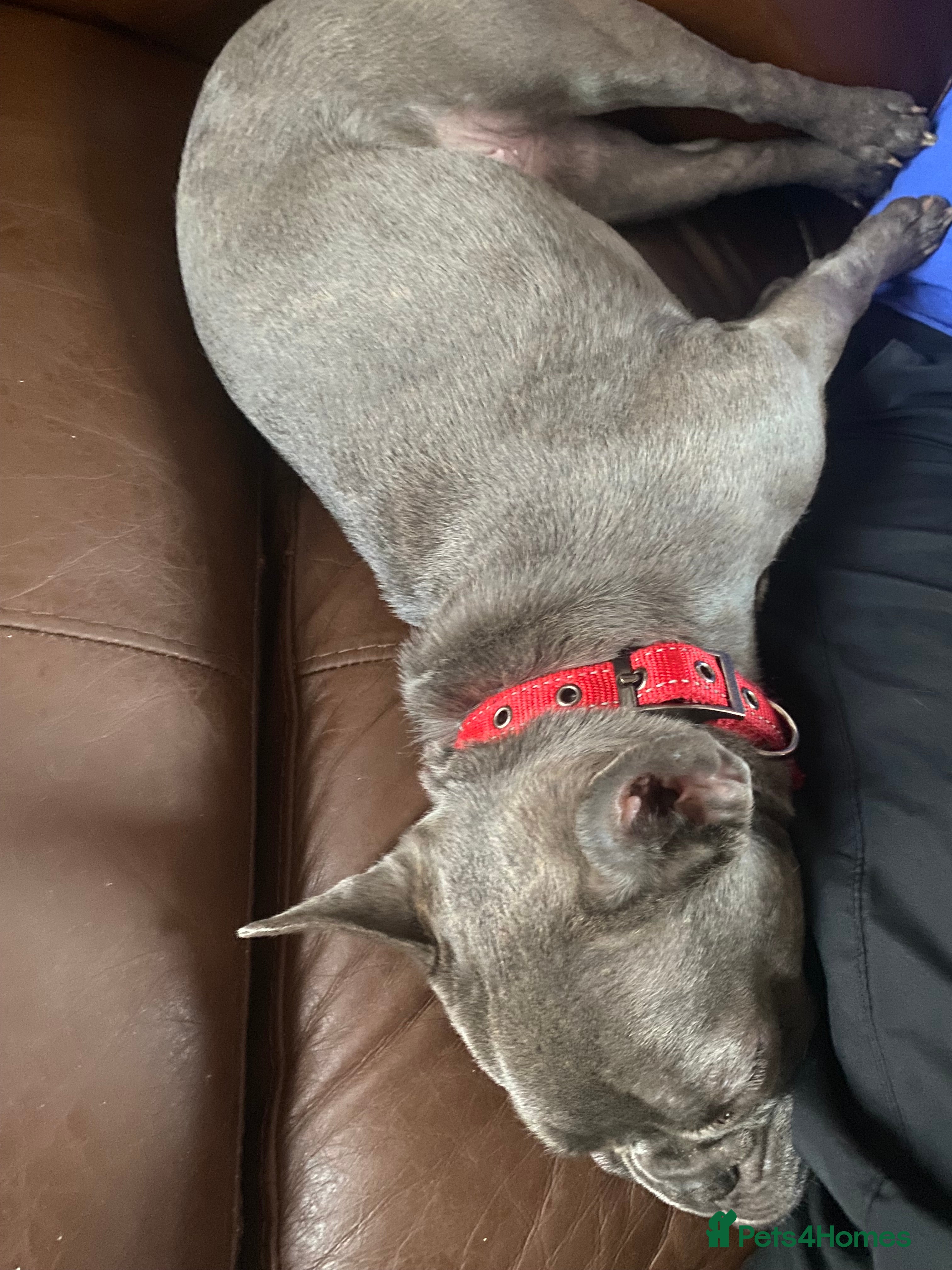 French Bulldog dogs French bulldog - Advert 7