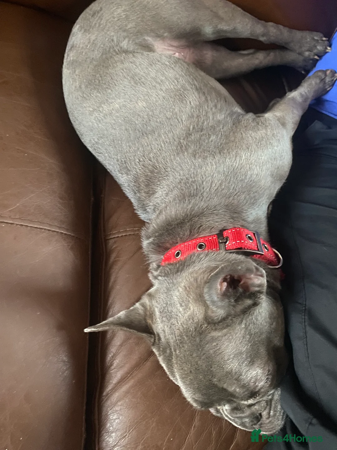 French Bulldog dogs for sale: French bulldog - Advert 1