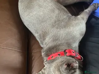 French Bulldog dogs French bulldog - Advert 1