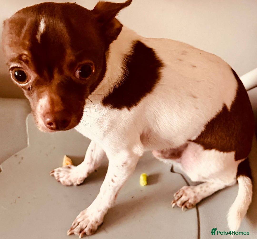 Chihuahua dogs for sale: Pure Breed Chihuahua male - Advert 2