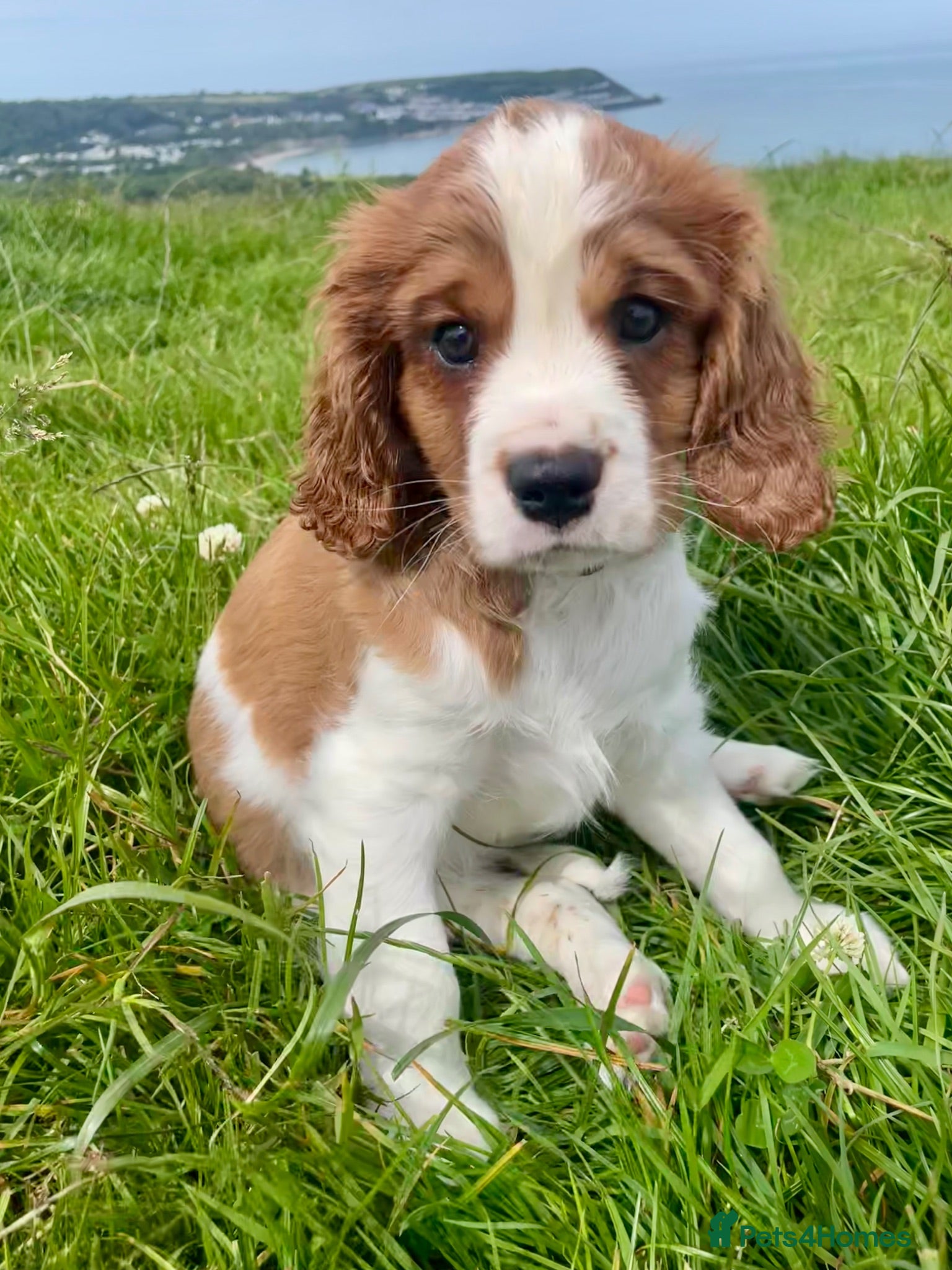 Cavalier King Charles Spaniel dogs 2 Gorgeous KC Cavalier King Charles Boys  - Advert 2