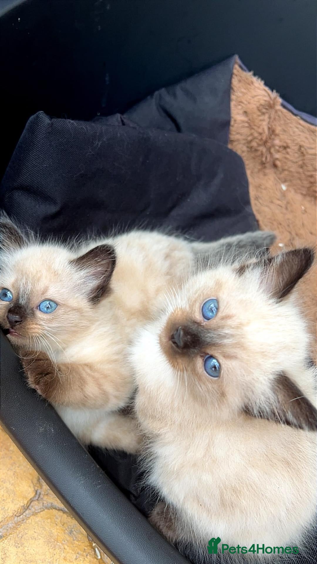 Ragdoll cats Two Beautiful Male Ragdolls For Sale🩵 - Advert 3