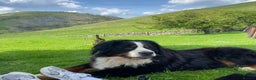 Bernese Mountain Dog dogs for stud: Proven Bernese Mountain Dog available for stud in Solihull - Advert 5