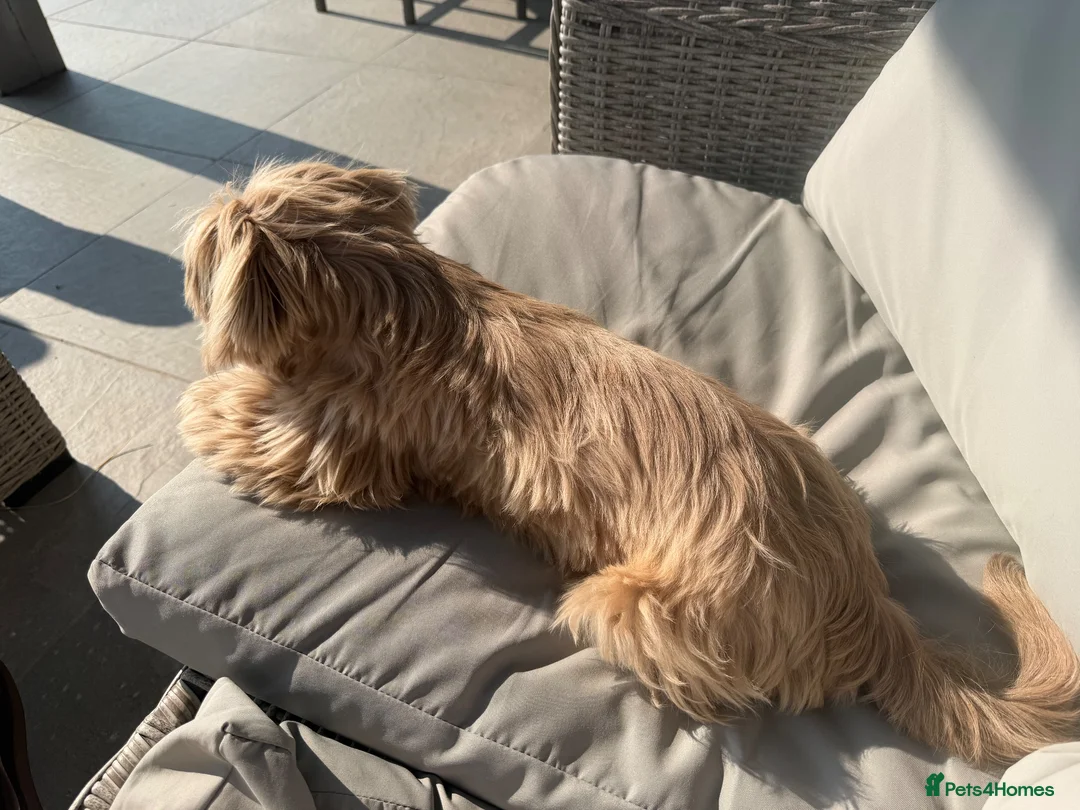 Shih Tzu dogs for sale: Beautiful rare liver nose hazel eyed lavender boy  - Advert 2