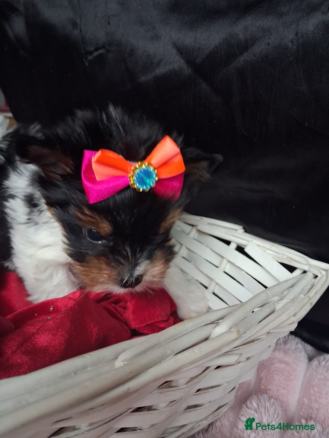 Biewer Terrier dogs for sale: Beautiful 2 mini girls - Advert 17