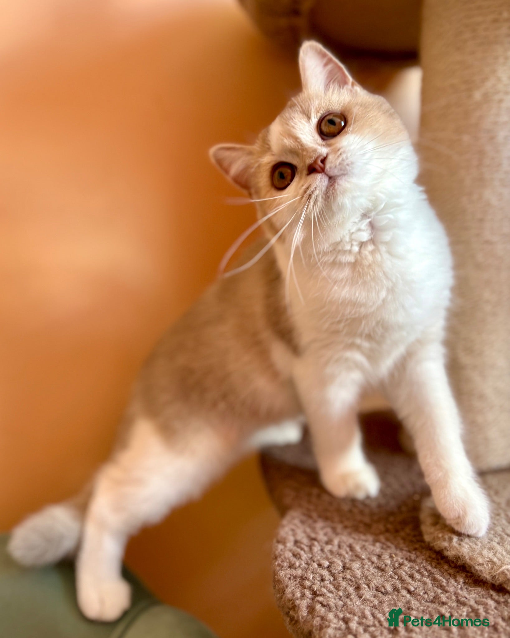 Scottish Fold cats Unique Pedigree Adorable Scottish Fold Kittens  - Advert 6