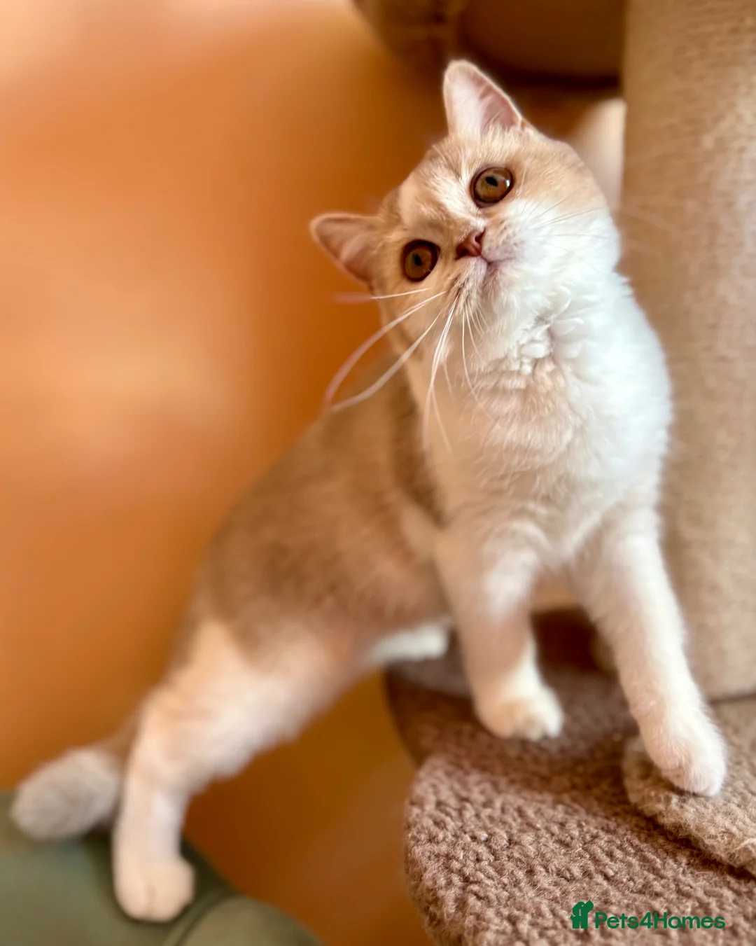 Scottish Fold cats for sale: Unique Pedigree Adorable Scottish Fold Kittens  - Advert 1