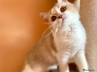 Scottish Fold cats Unique Pedigree Adorable Scottish Fold Kittens - Advert 6