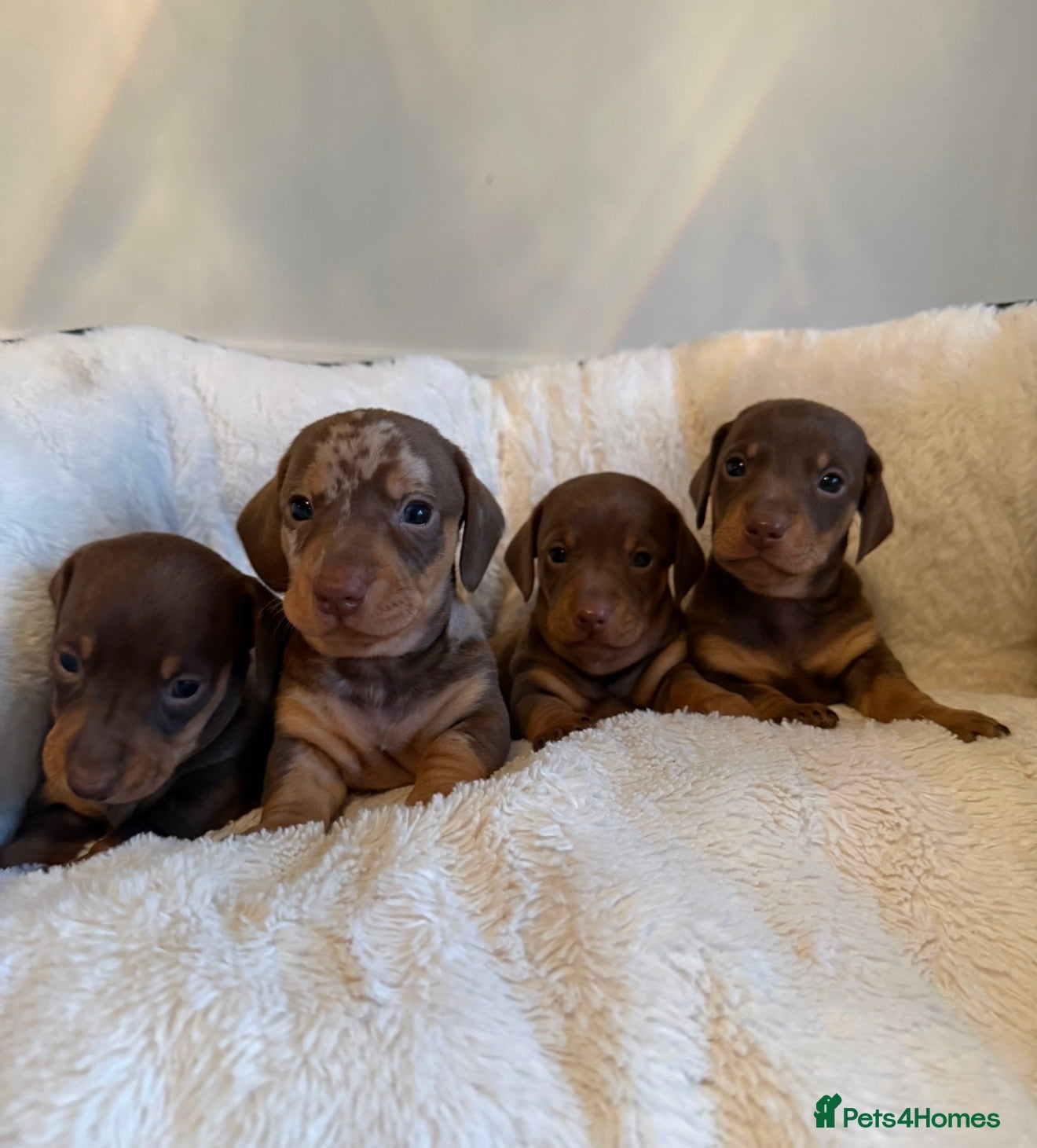 Miniature Dachshund dogs Kennel Club Mini Dachshunds  - Advert 1