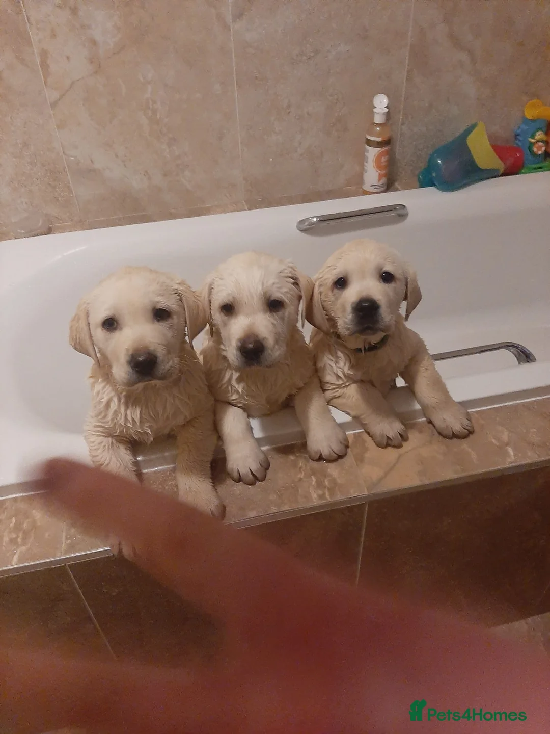 Labrador Retriever dogs for sale: Beautiful Labrador puppies  in Kilmarnock - Advert 1