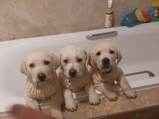 Labrador Retriever dogs Beautiful Labrador puppies in Kilmarnock - Advert 2