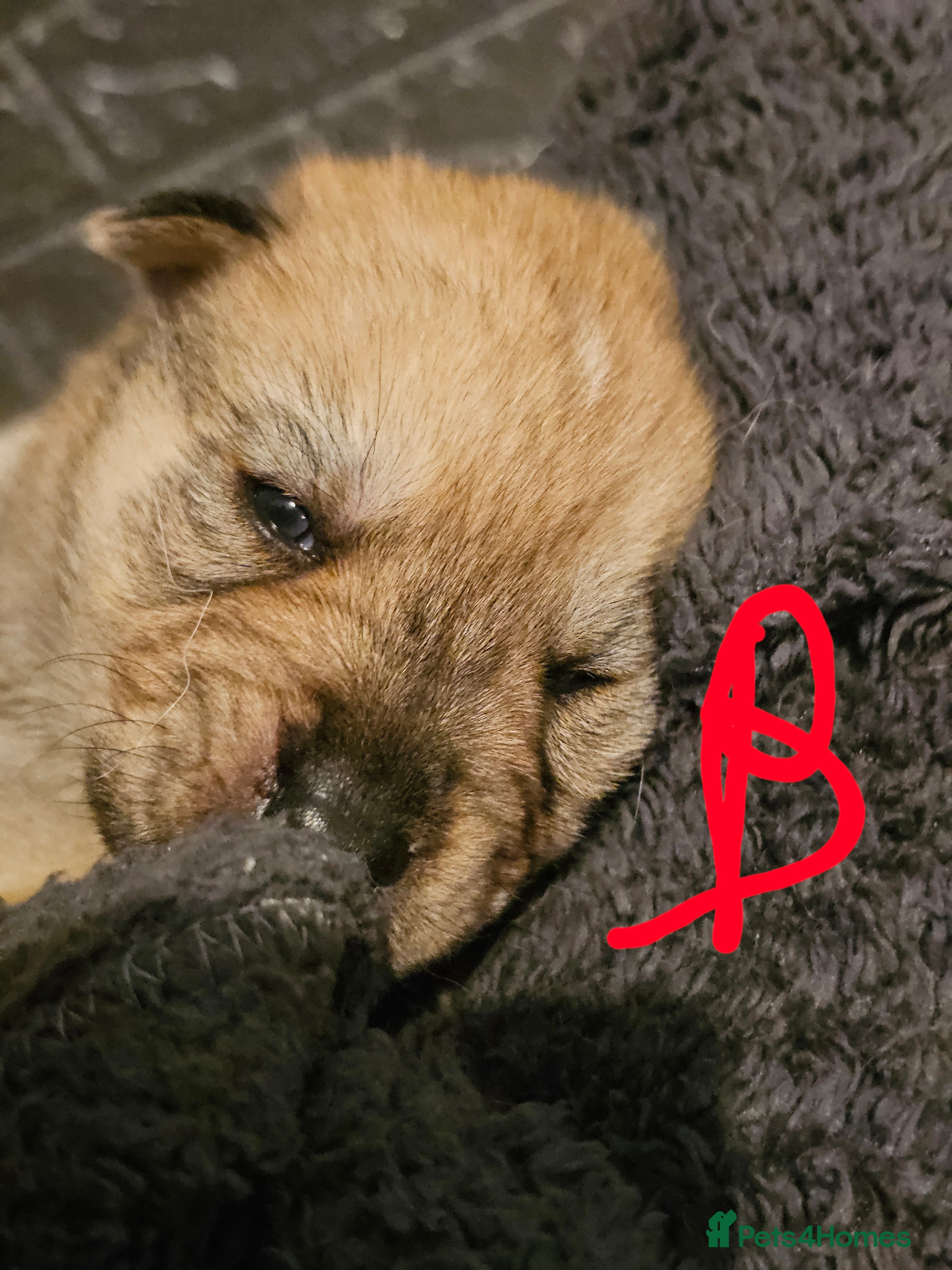 Mixed Breed dogs Chowsky chow chow x siberian husky  - Advert 1