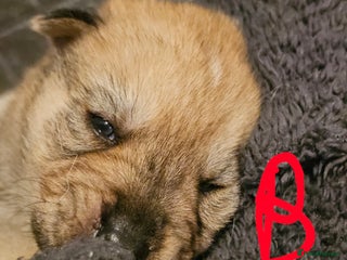 Mixed Breed dogs Chowsky chow chow x siberian husky - Advert 1